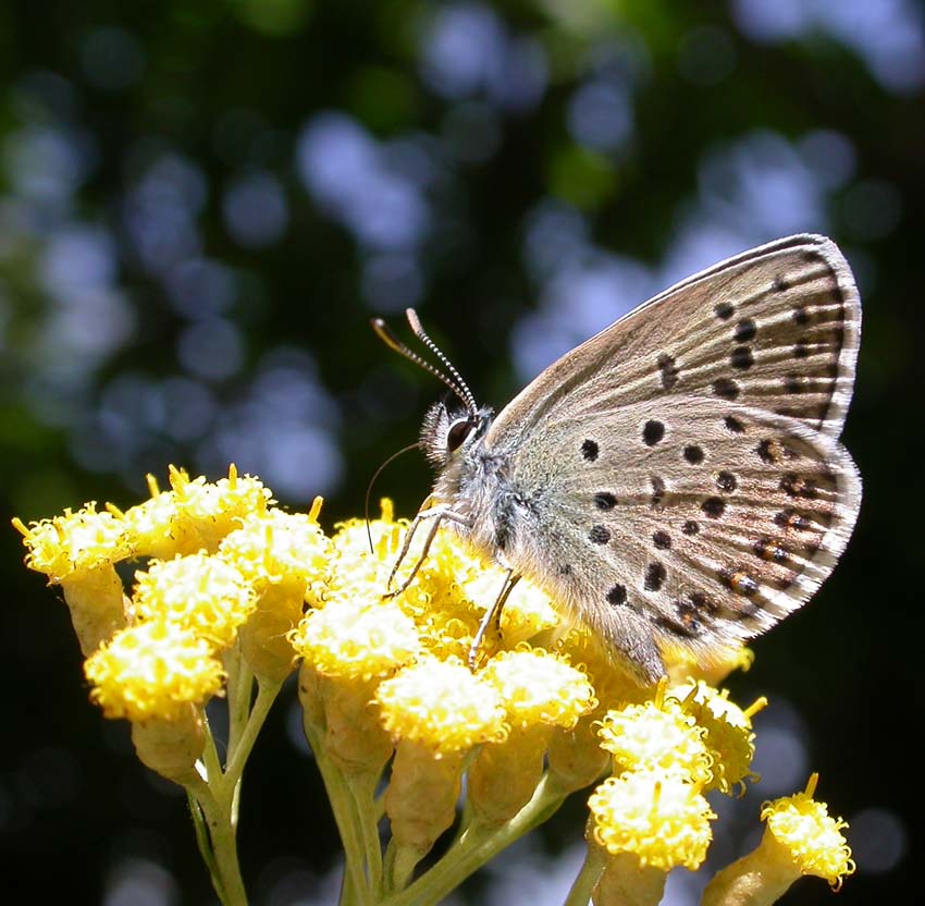 Plebejus idas mediterranei